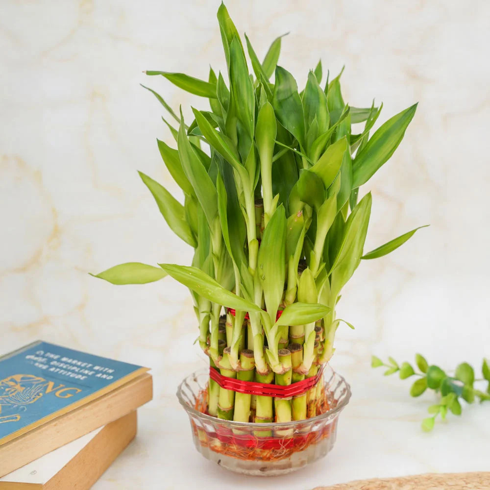 3 layer lucky bamboo plant online 3 layer lucky bamboo – Treevayu