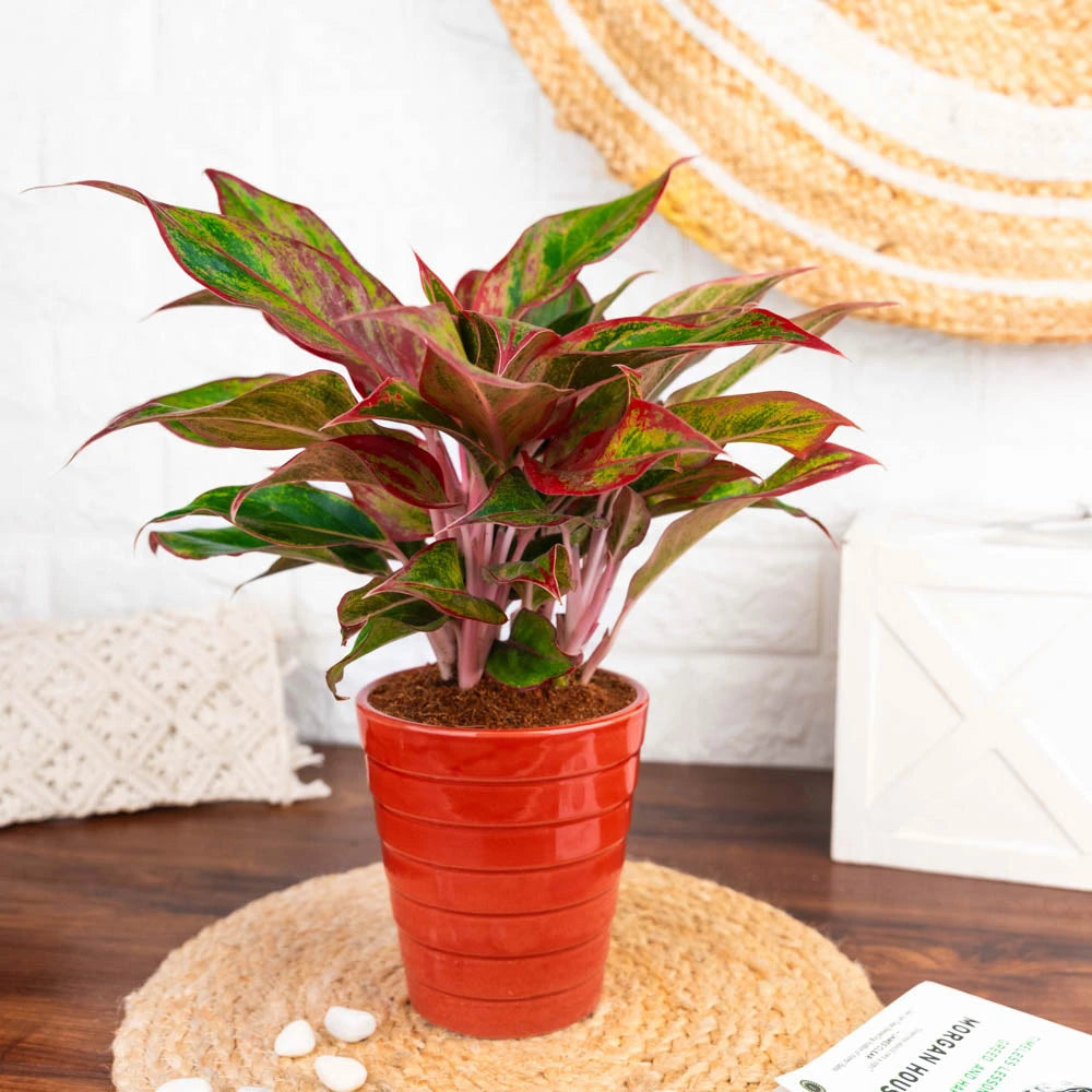 aglaonema ghost lipstick Aglaonema lipstick – Treevayu