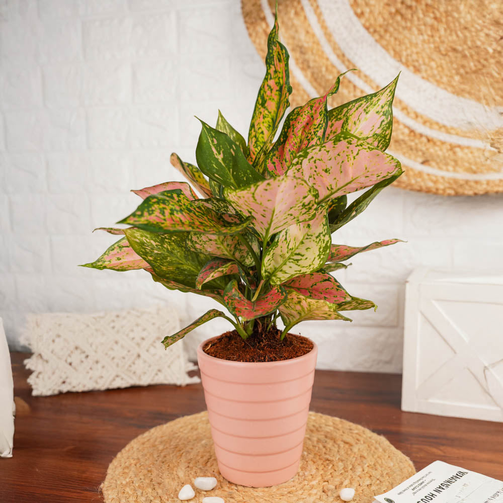 aglaonema red anjamani Aglaonema Anjamani – Treevayu