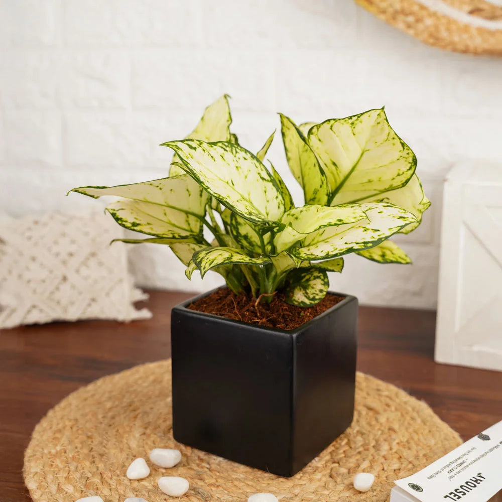 aglaonema singapore Aglaonema Superwhite – Treevayu