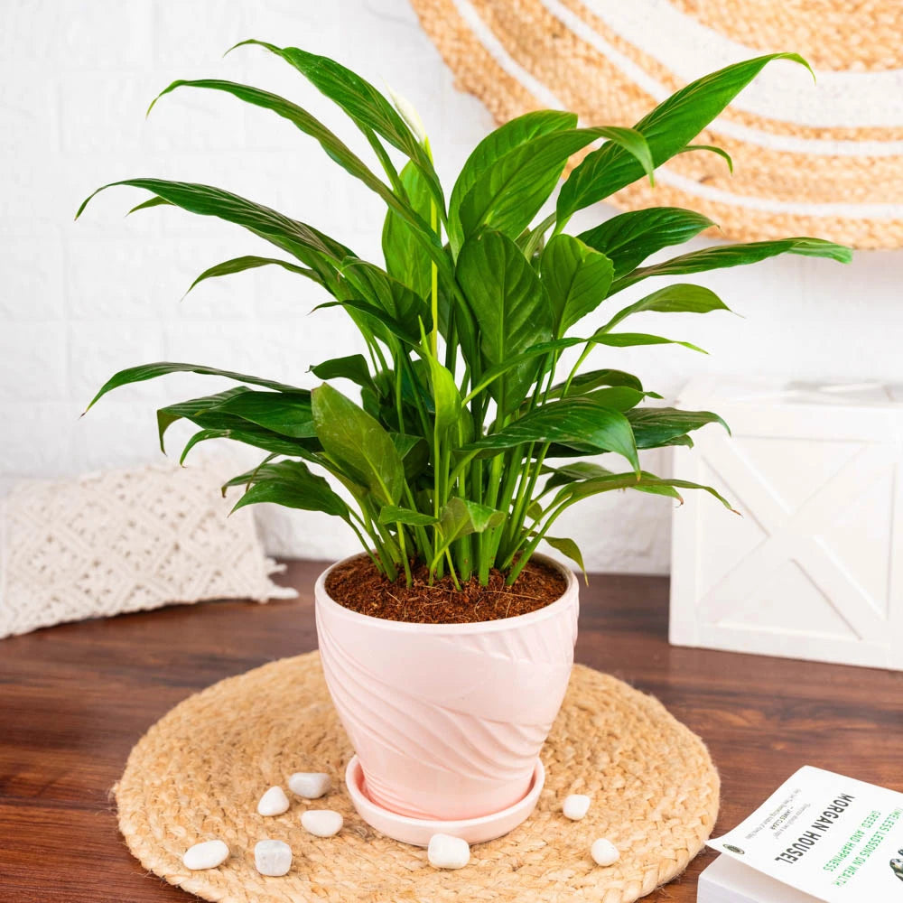 order peace lily online Peace lily – Treevayu