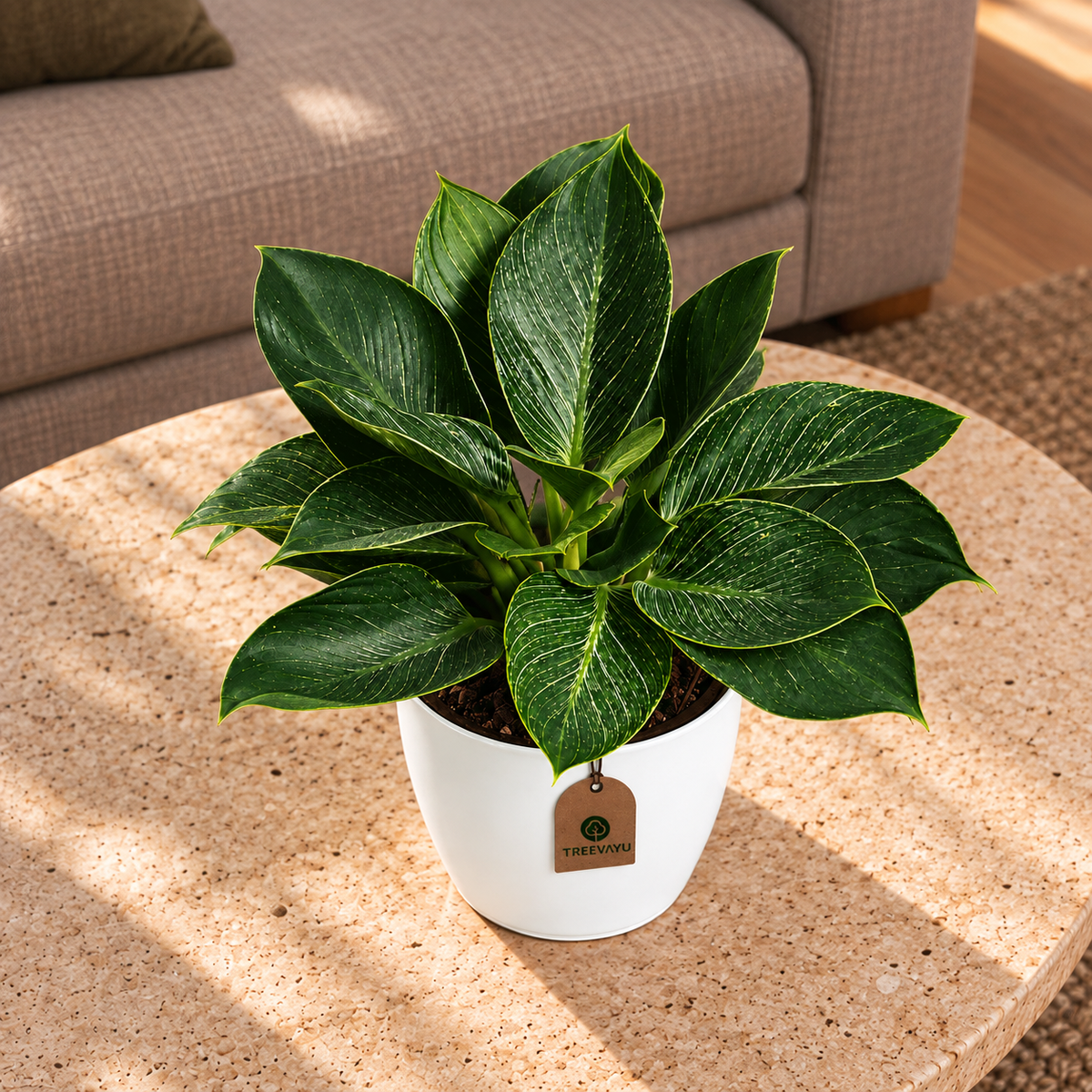 Variegated Birkin Plant