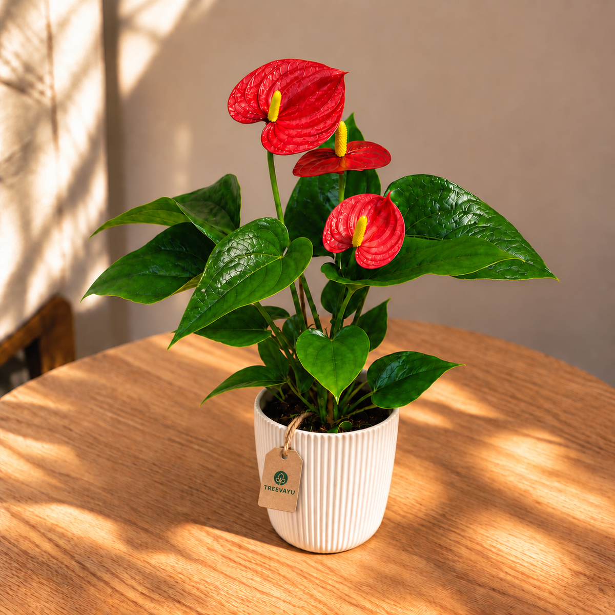 Anthurium flowering plant