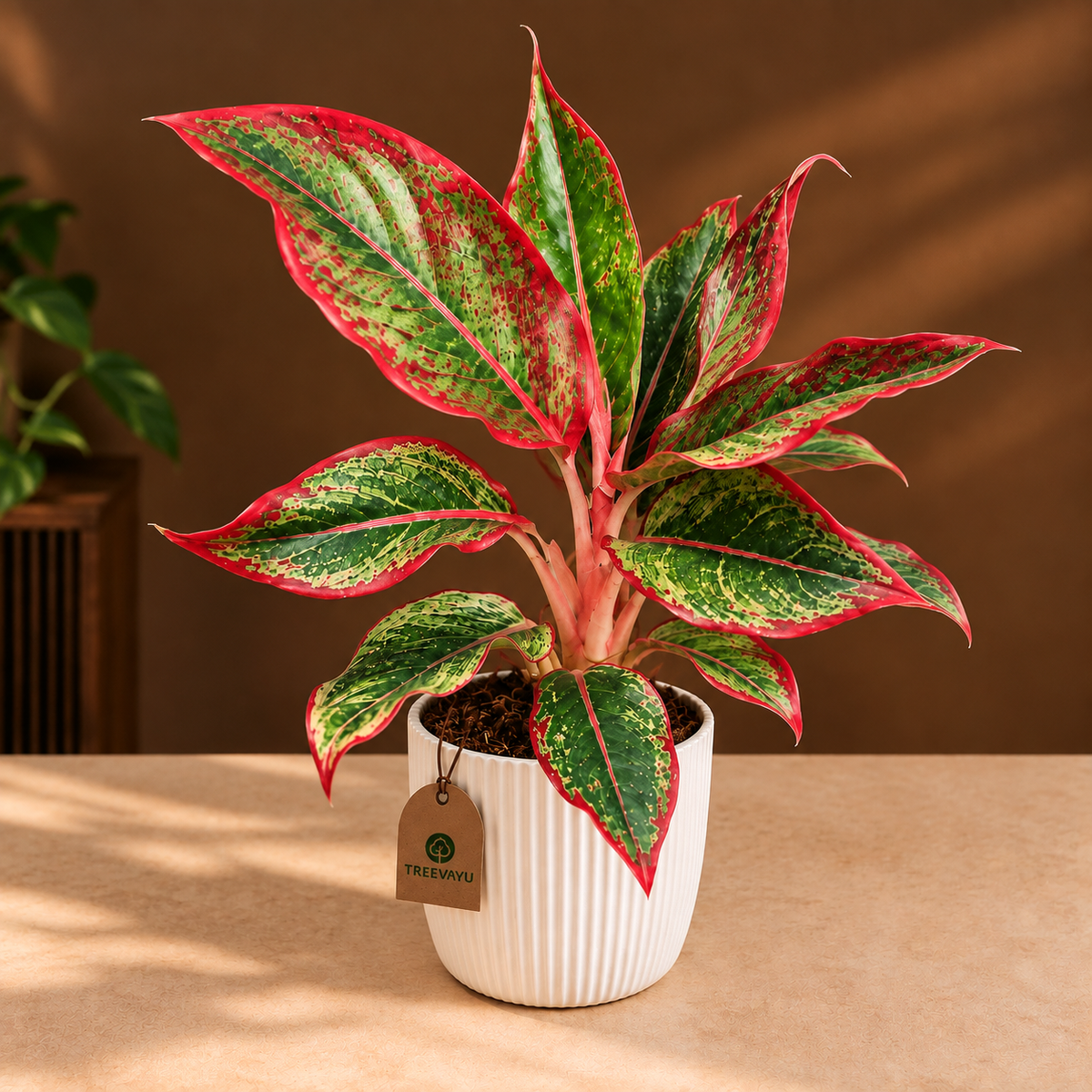 Aglaonema lipstick