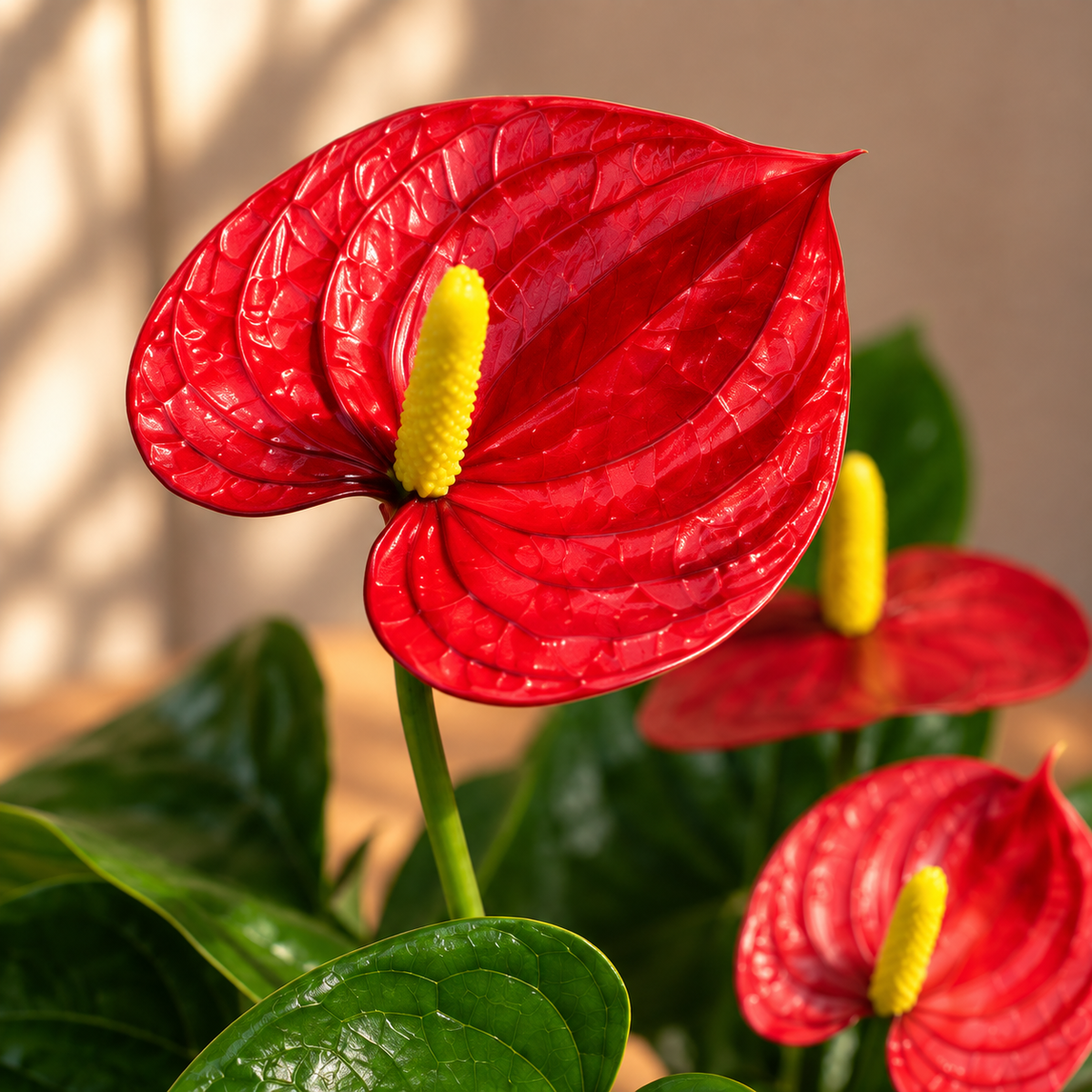 Anthurium flowering plant