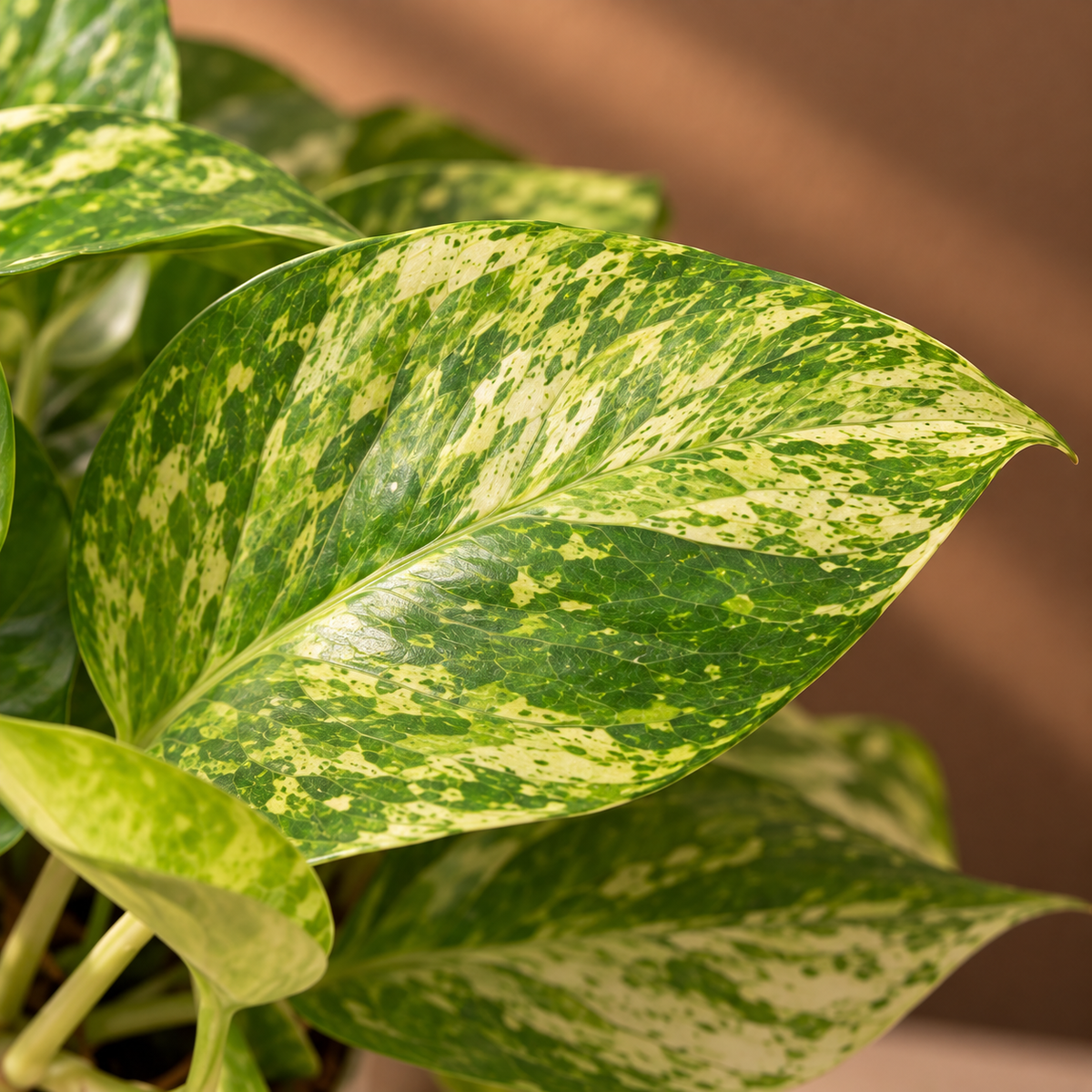 Money Plant Golden King