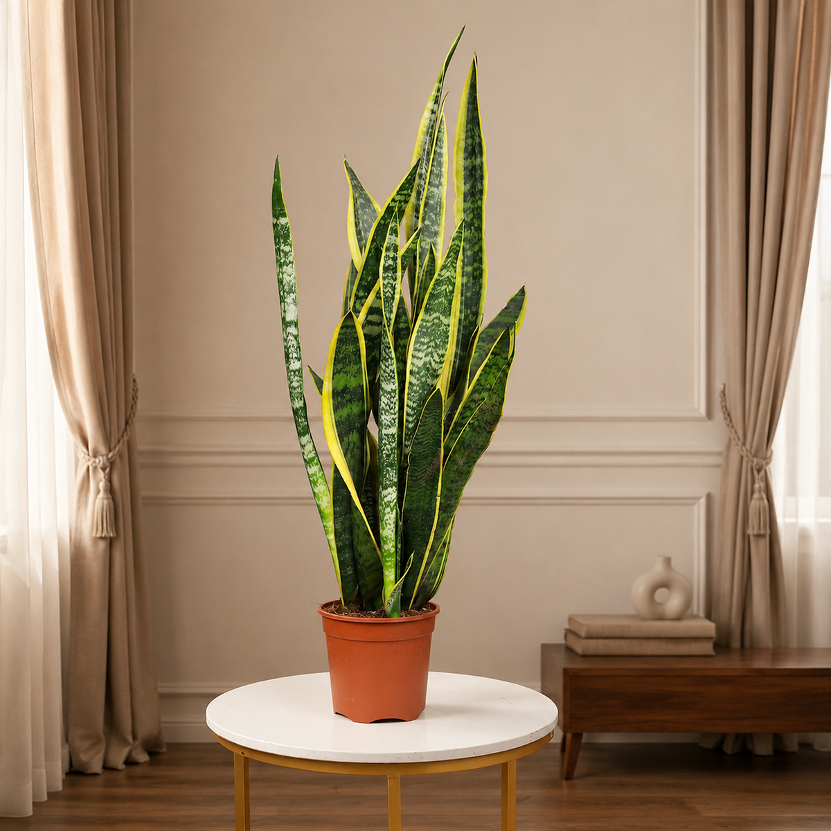 Sansevieria Laurentii