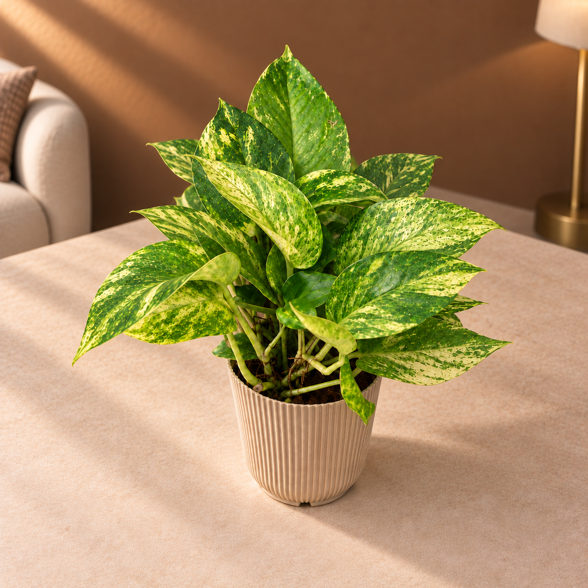 Money Plant Golden King