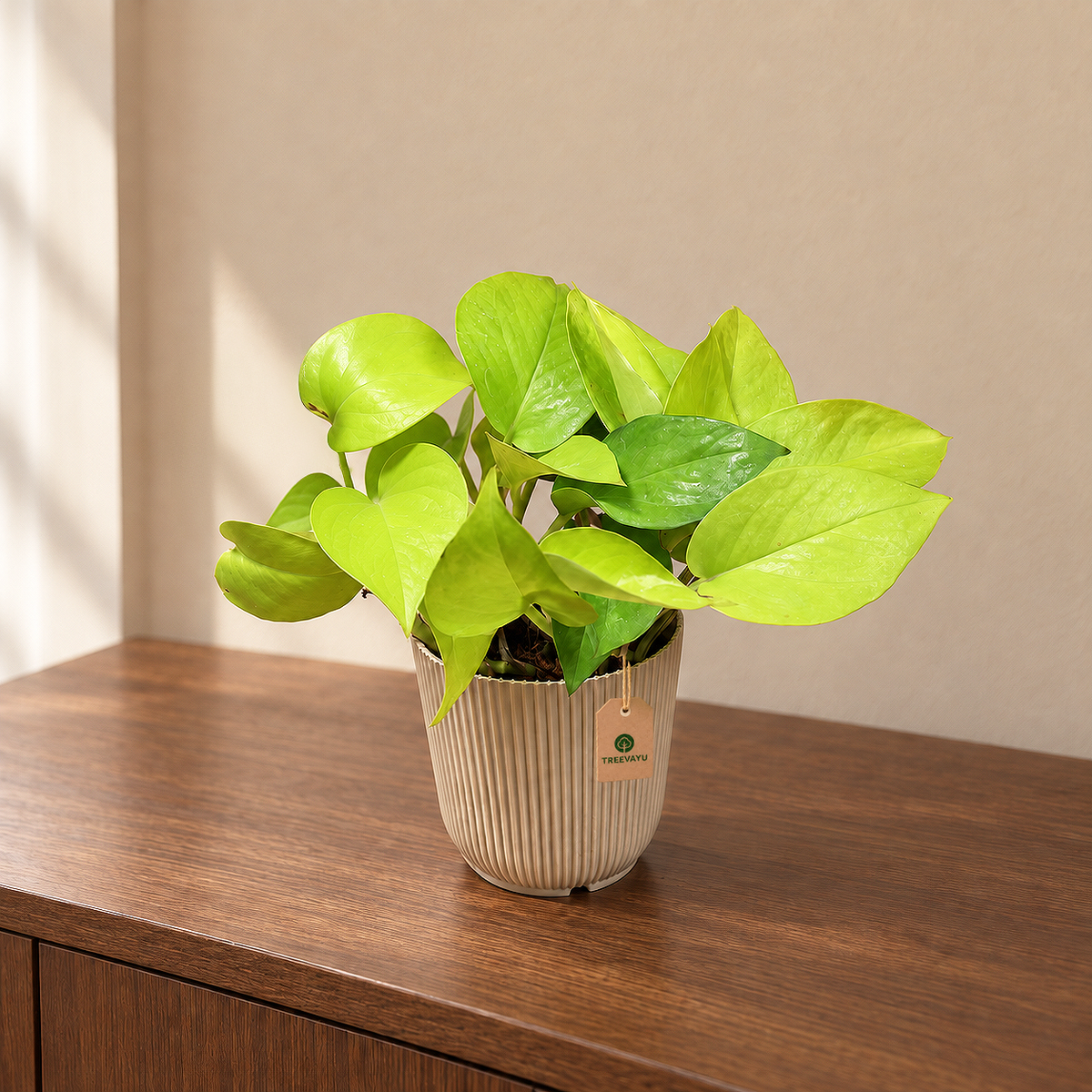 Money Plant Golden (neon)