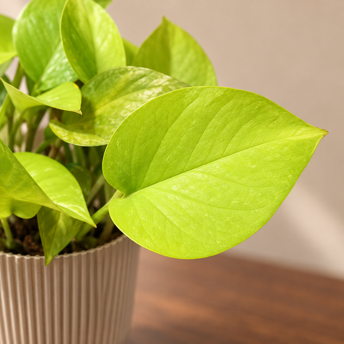 Money Plant Golden (neon)