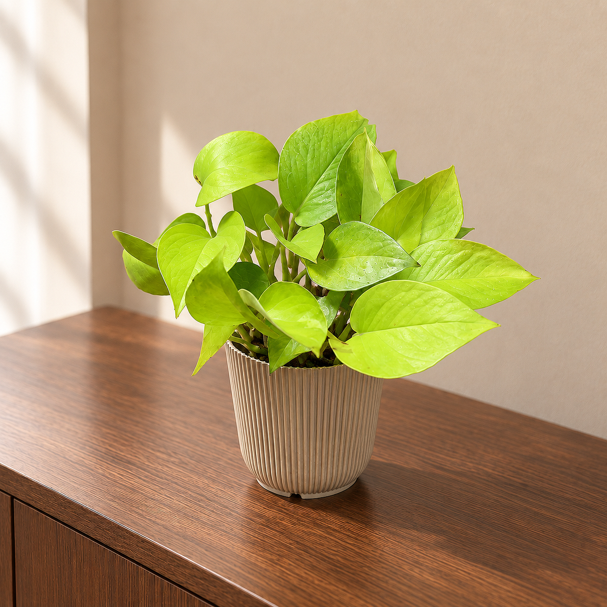 Money Plant Golden (neon)