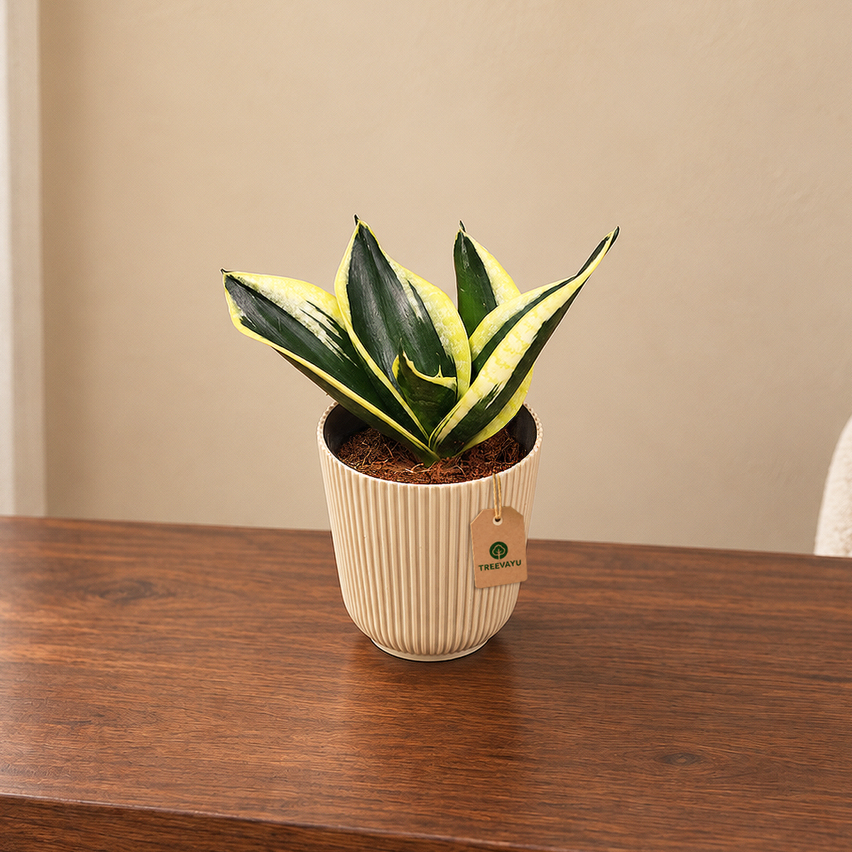 Sansevieria lotus