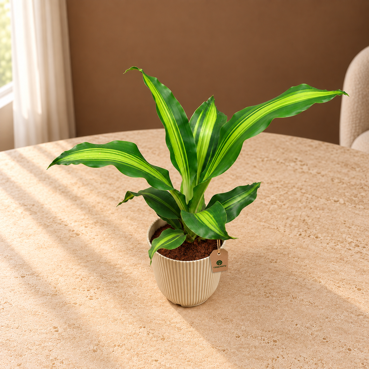 Dracaena fragrans plant