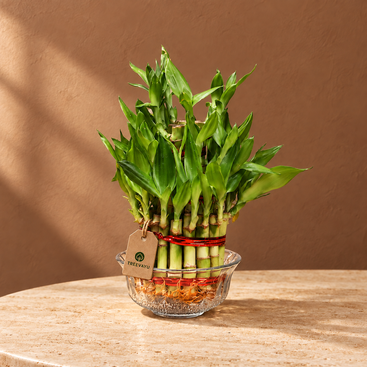 3 layer lucky bamboo