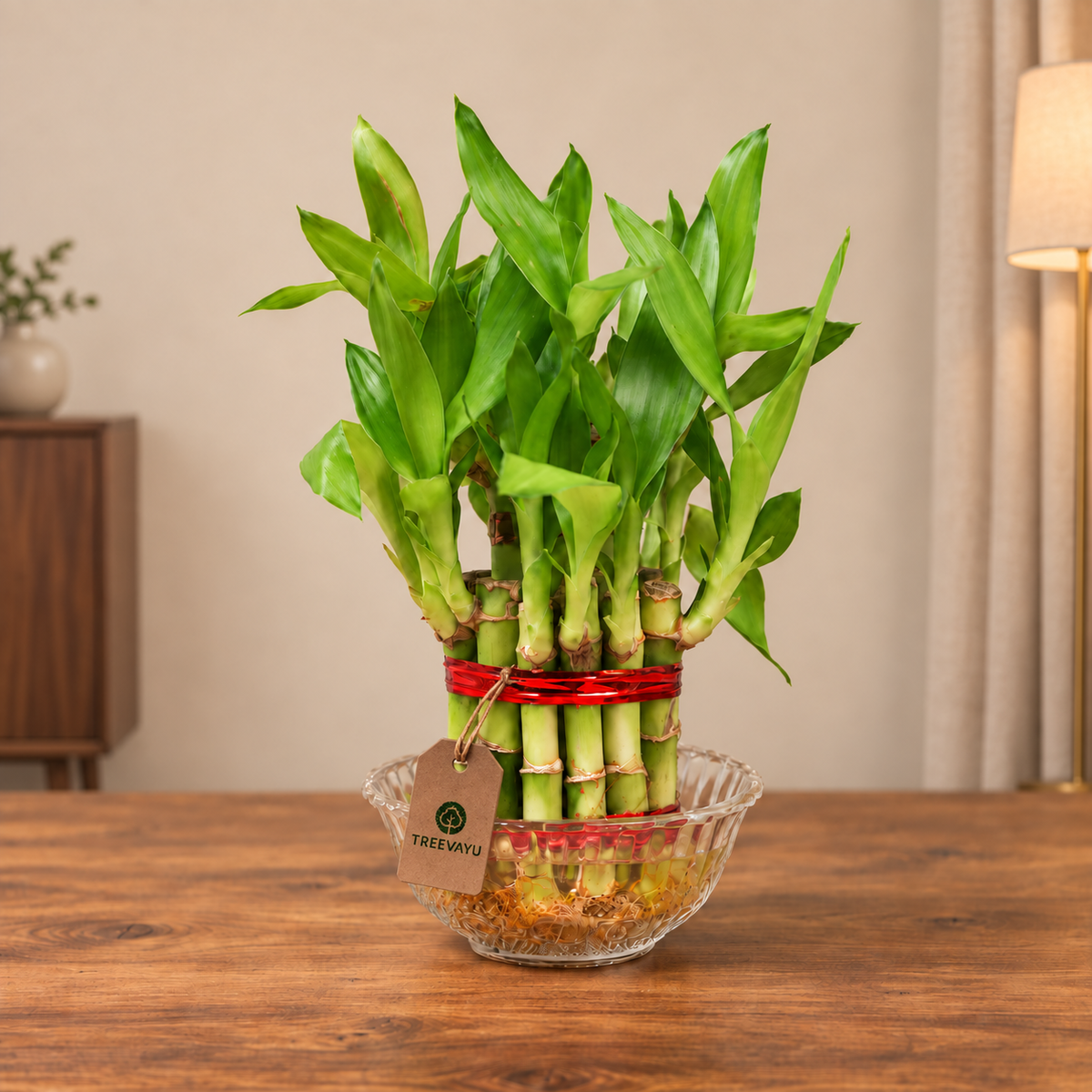 2 layer lucky bamboo