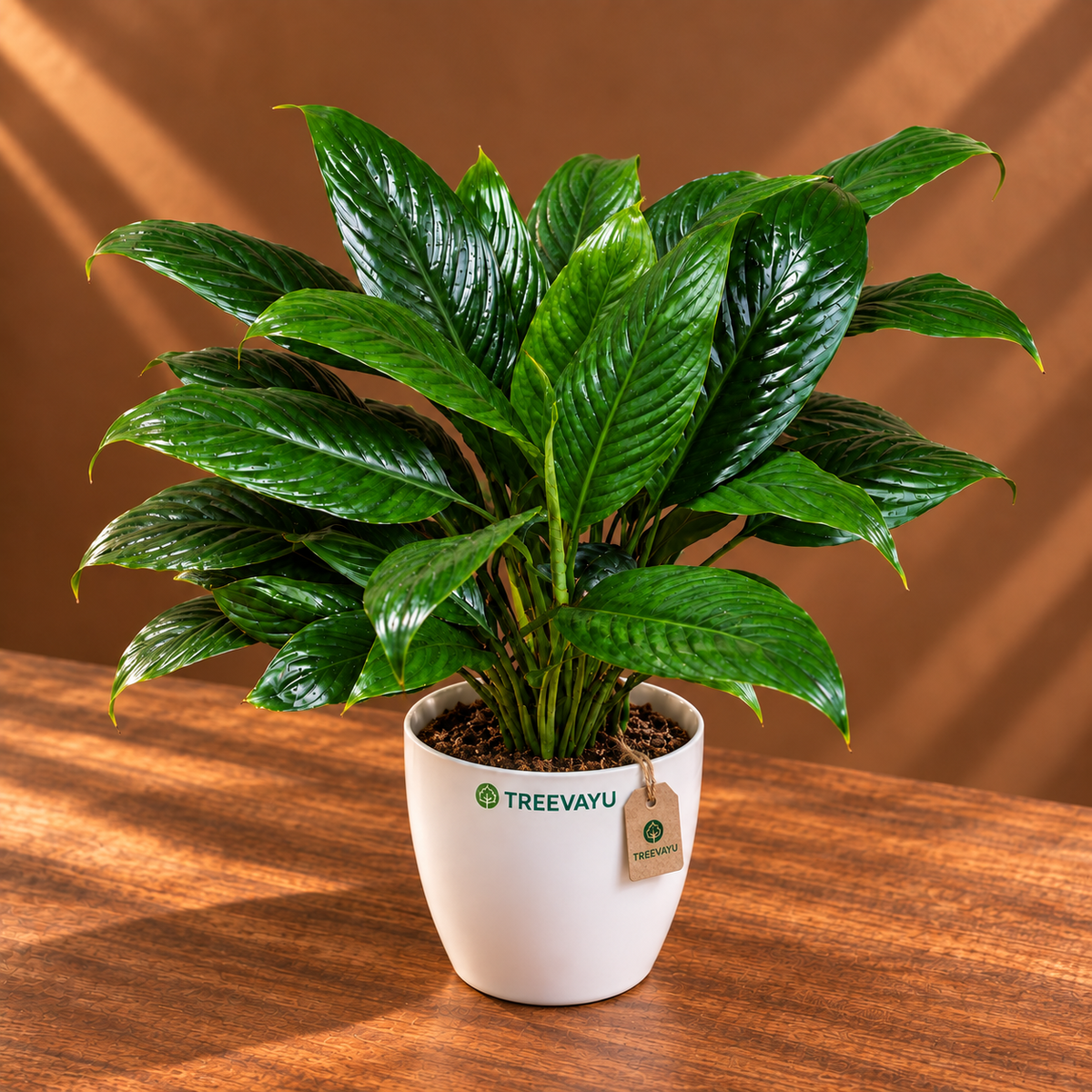 Peace lily