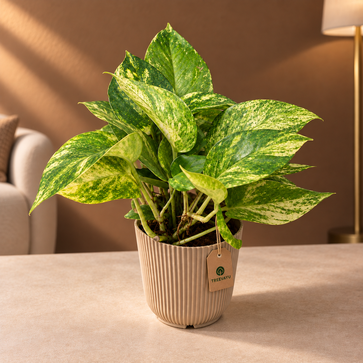 Money Plant Golden King
