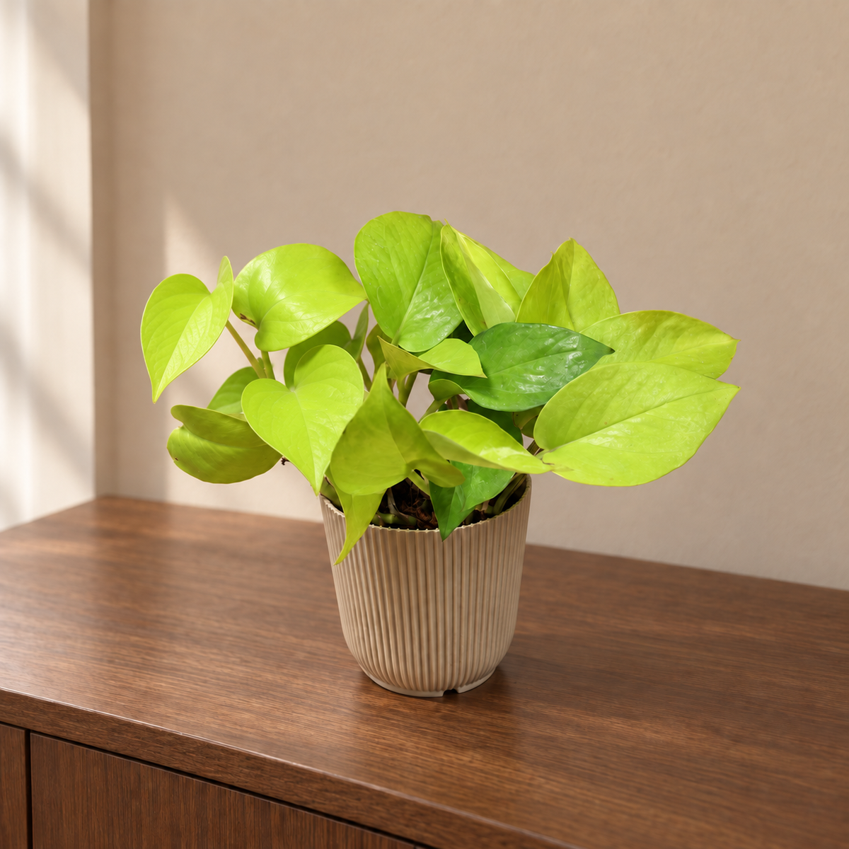 Money Plant Golden (neon)