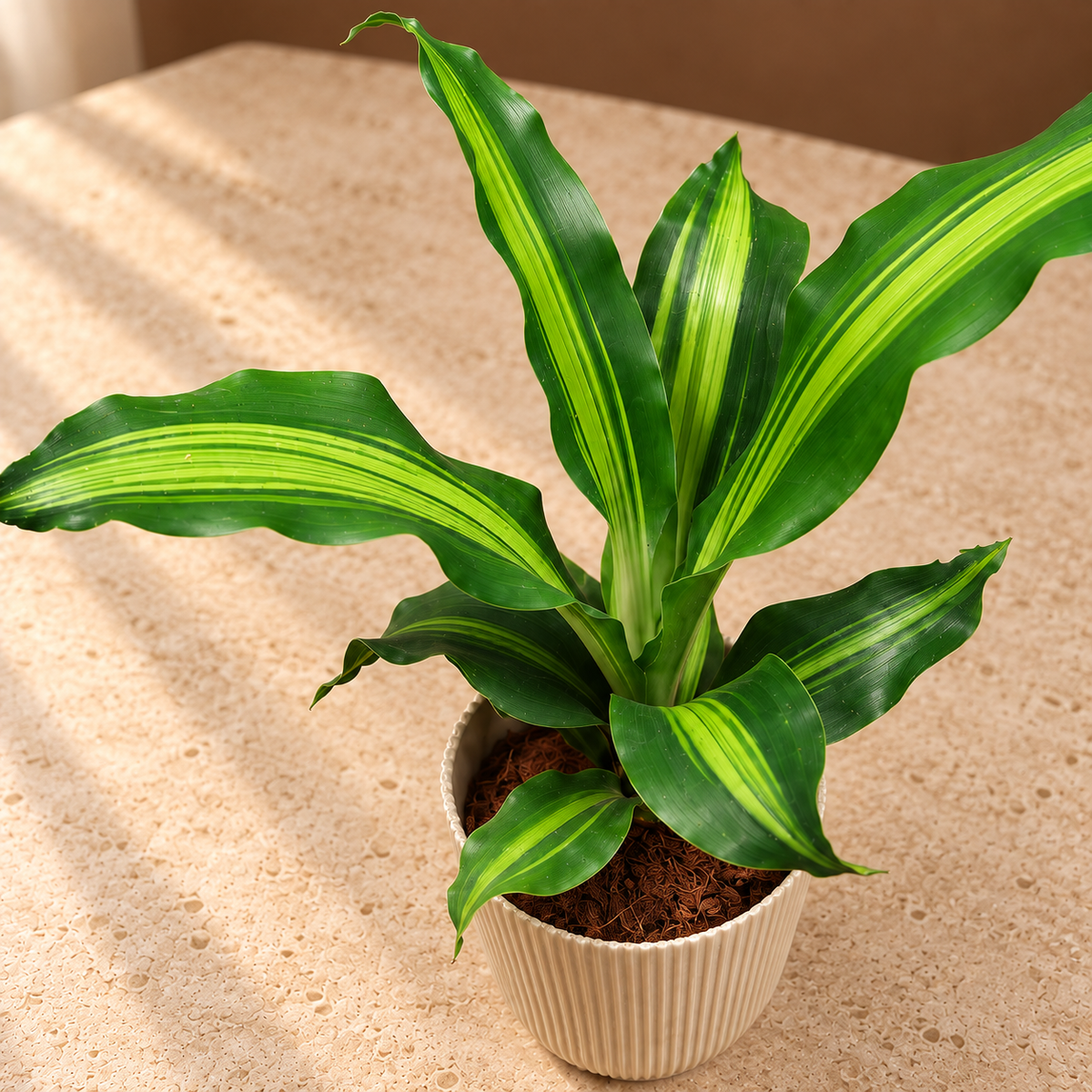 Dracaena fragrans plant
