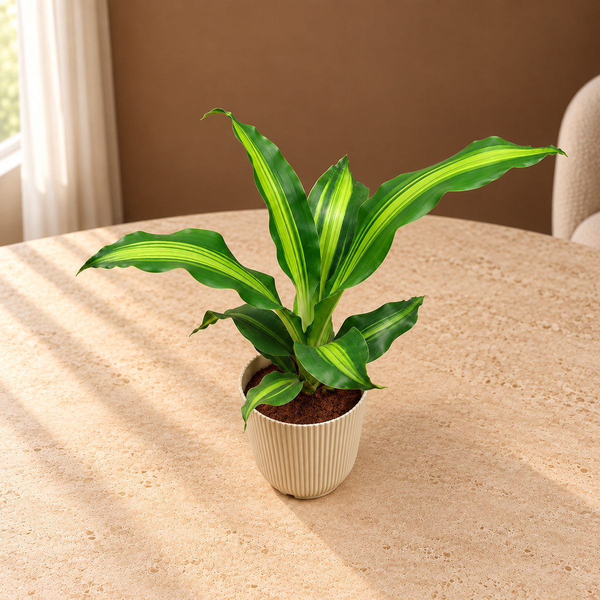 Dracaena fragrans plant