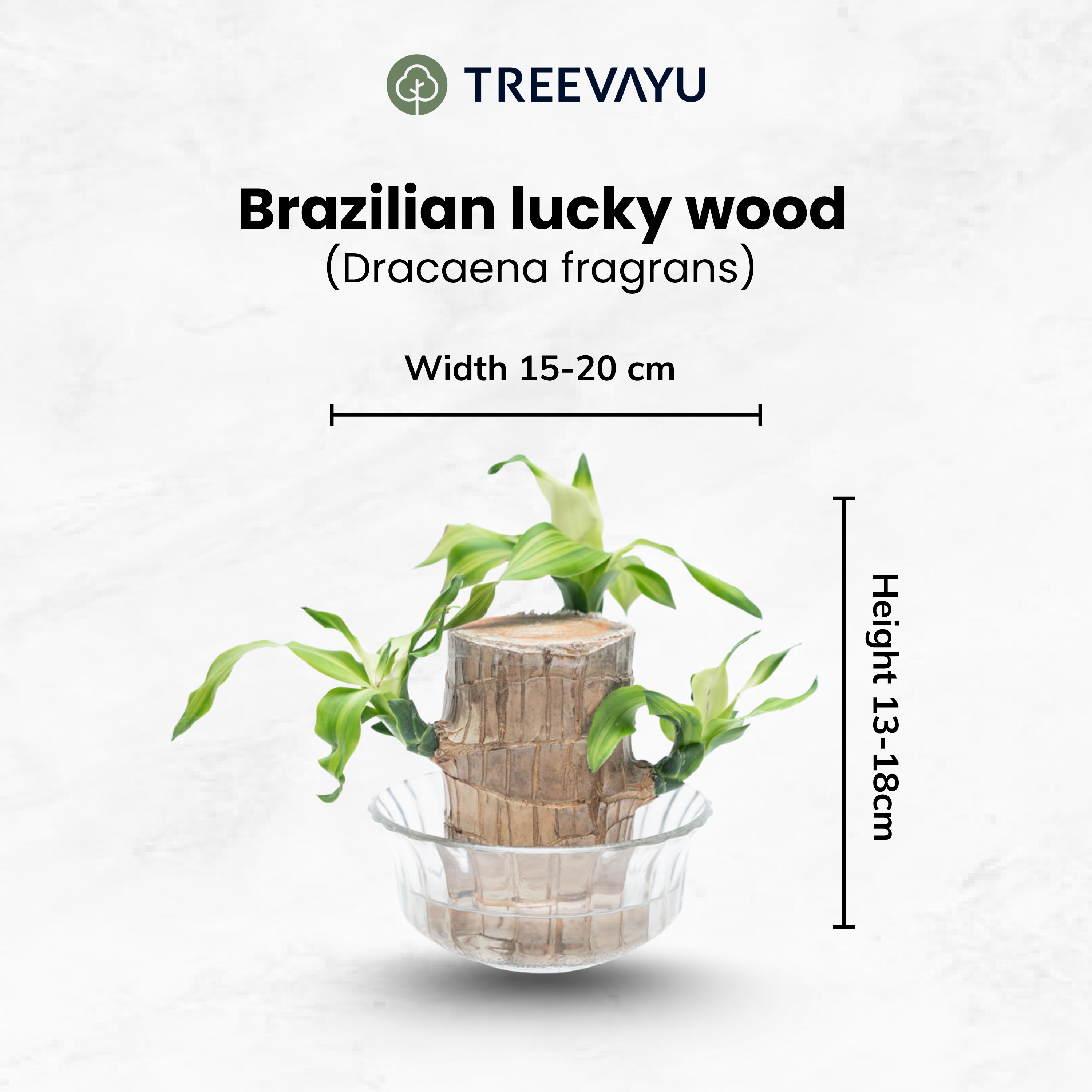 Brazilian lucky wood