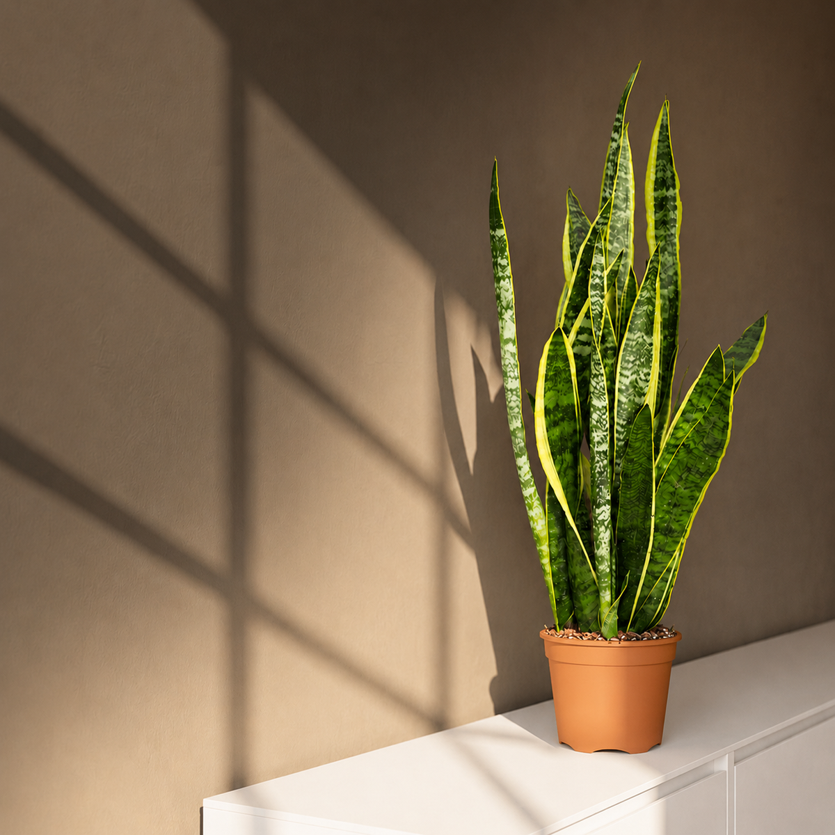 Sansevieria Laurentii