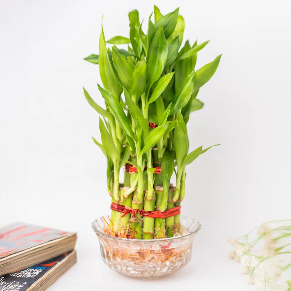 3 layer lucky bamboo