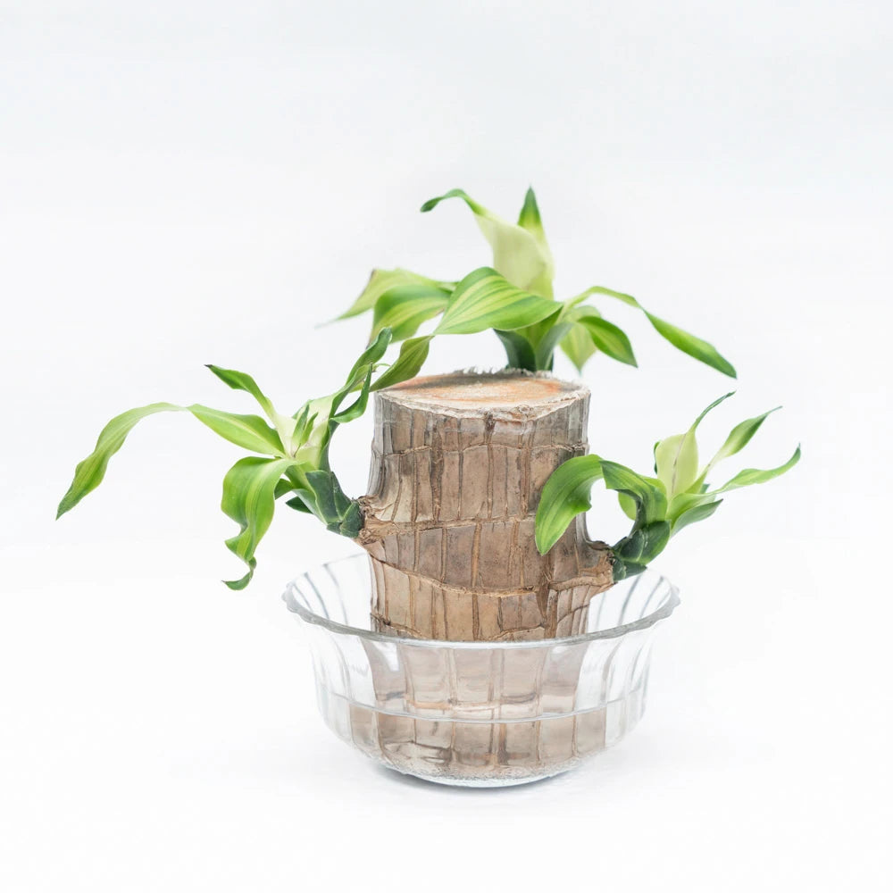 brazilian lucky bamboo Brazilian lucky wood – Treevayu