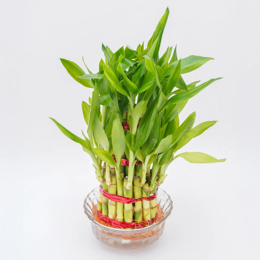 3 layer lucky bamboo