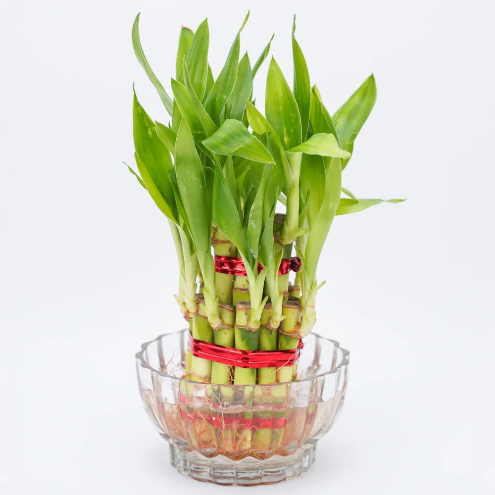 3 layer lucky bamboo