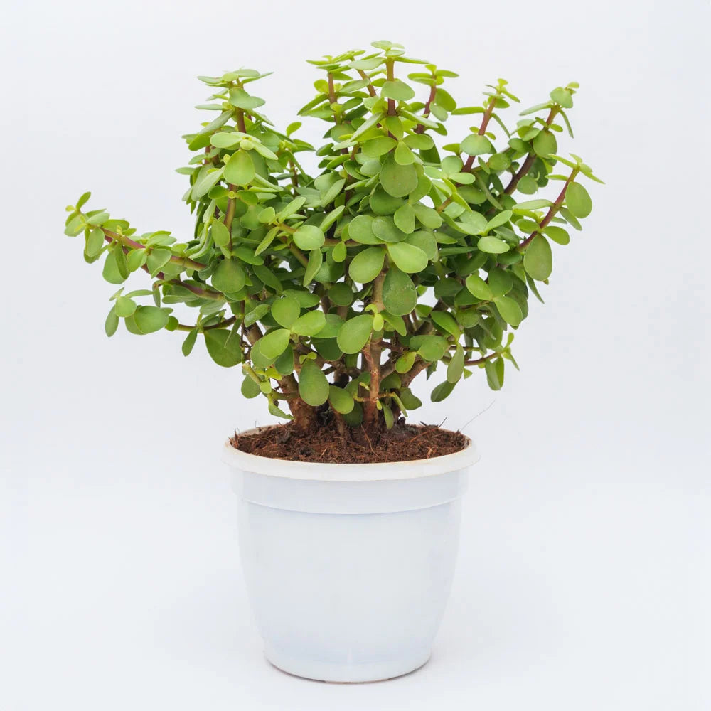 Buy Jade plant, Treevayu jade plant