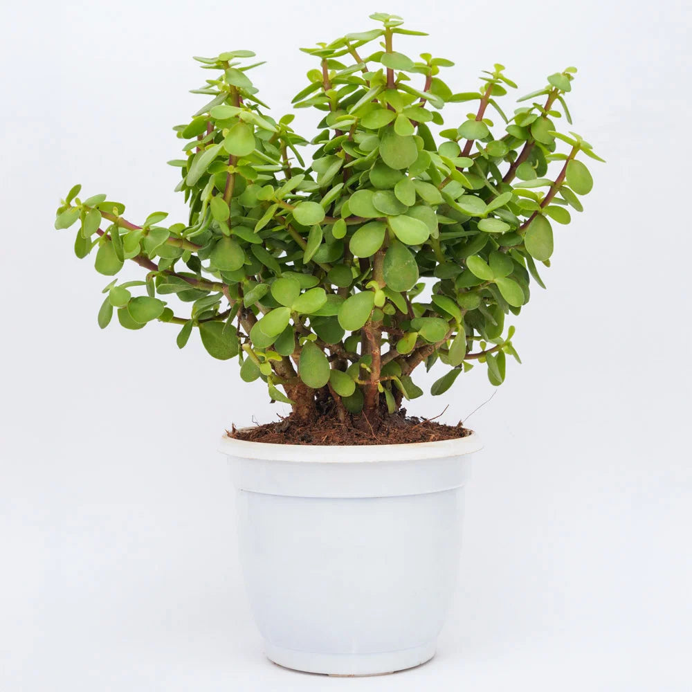 Jade Plant