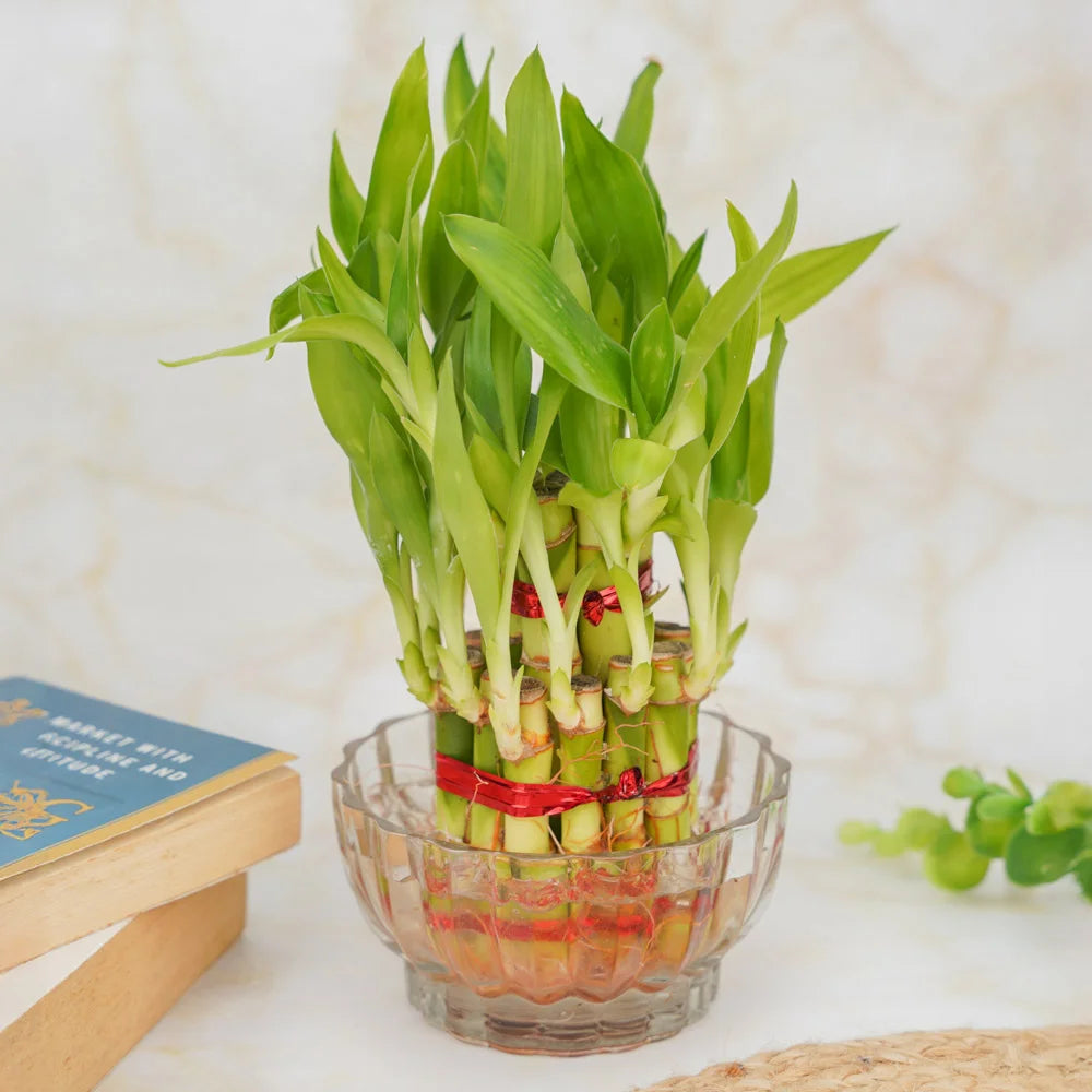 2 layer lucky bamboo