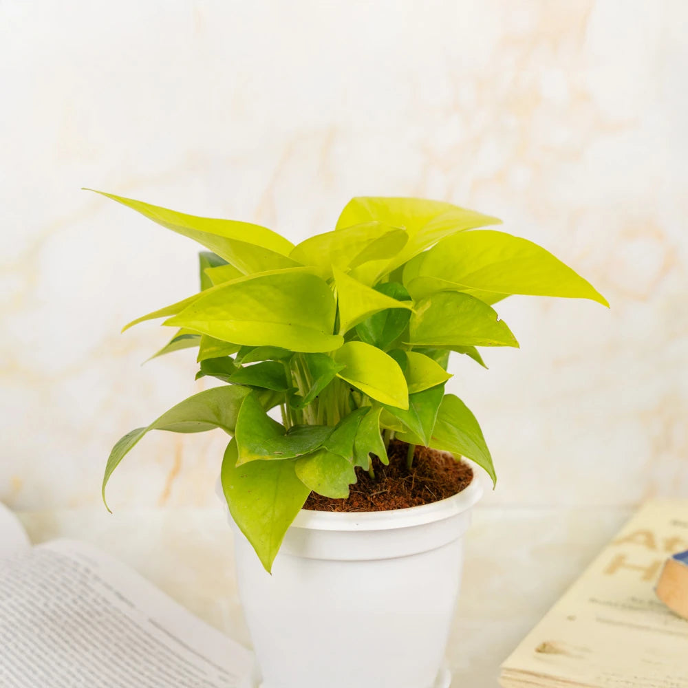  Buy Money Plant Neon, Treevayu Money Plant Neon