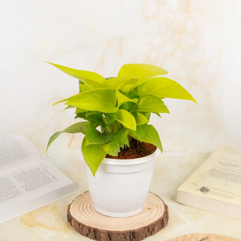  Buy Money Plant Neon, Treevayu Money Plant Neon