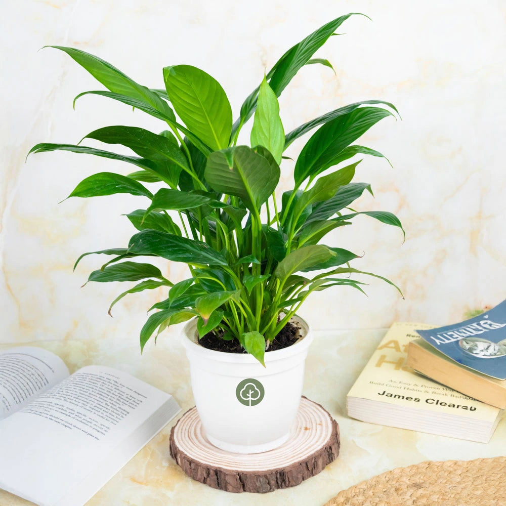  Buy Peace Lily online, Treevayu Peace Lily
