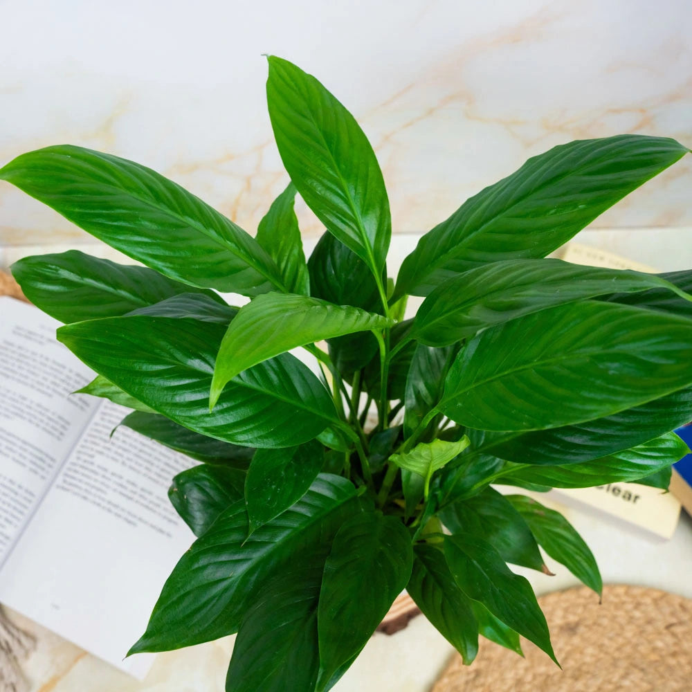 peace lily price philippines Peace lily – Treevayu