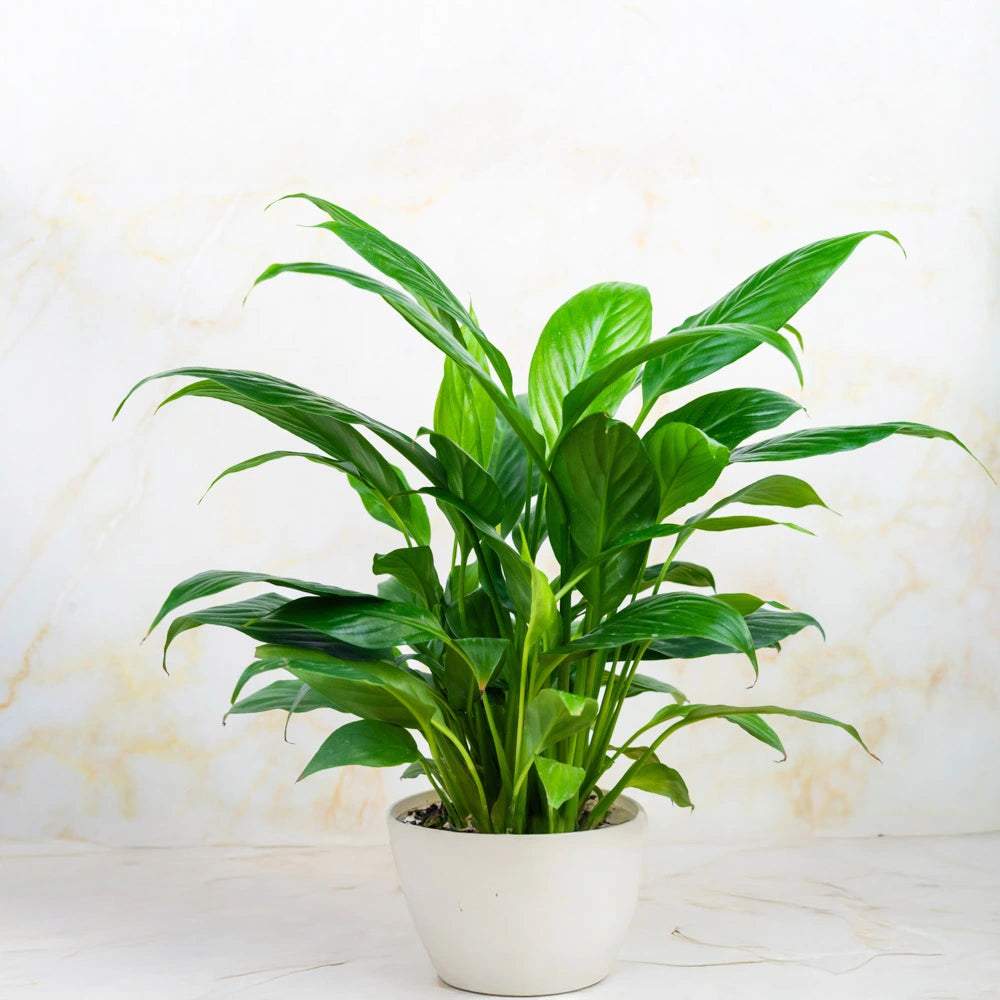  Buy Peace Lily online, Treevayu Peace Lily
