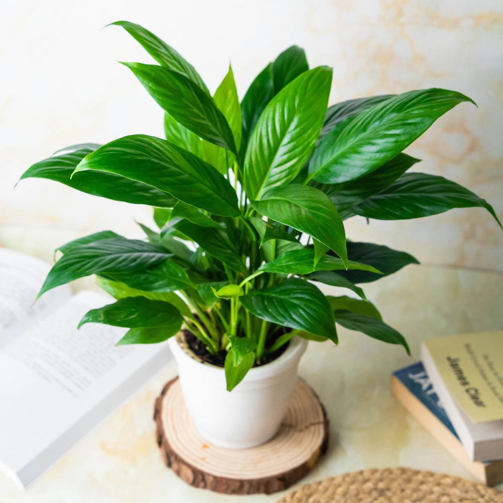  Buy Peace Lily online, Treevayu Peace Lily
