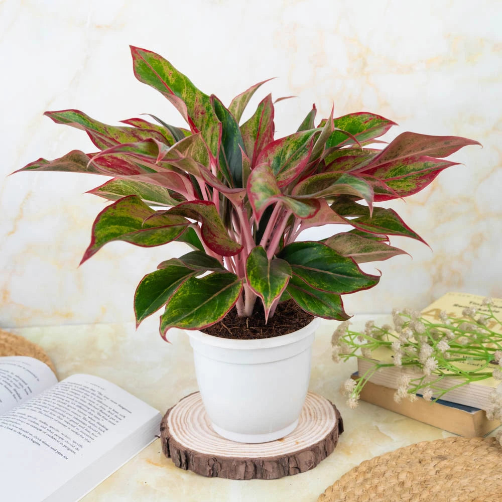 Aglaonema lipstick