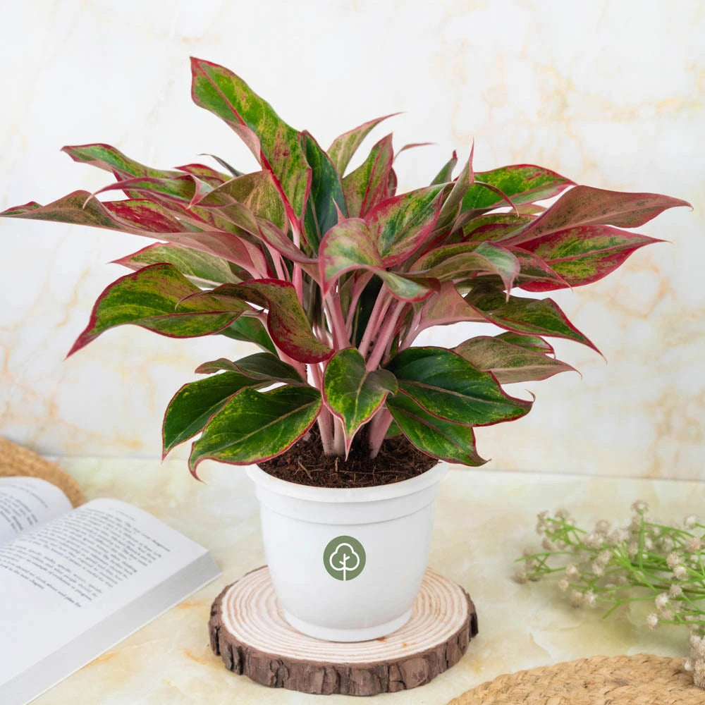 Aglaonema lipstick