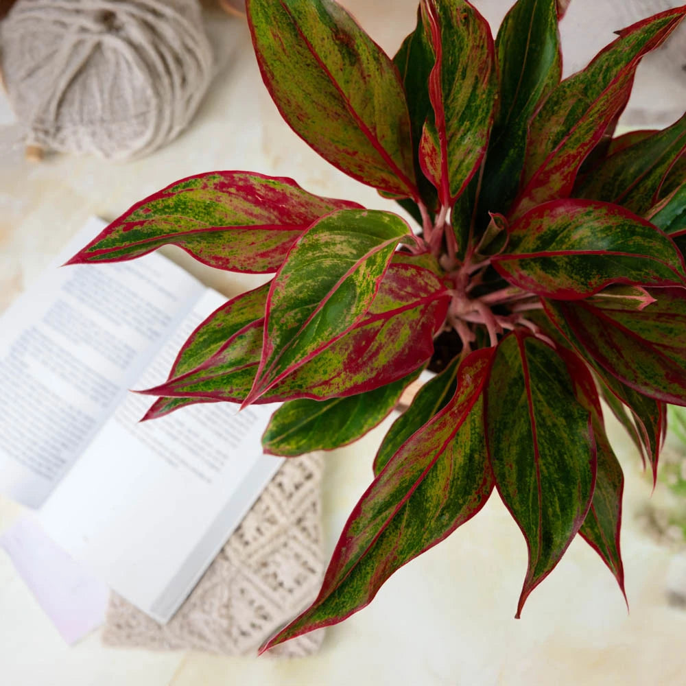 aglaonema siam aurora lipstick purchase Aglaonema lipstick – Treevayu