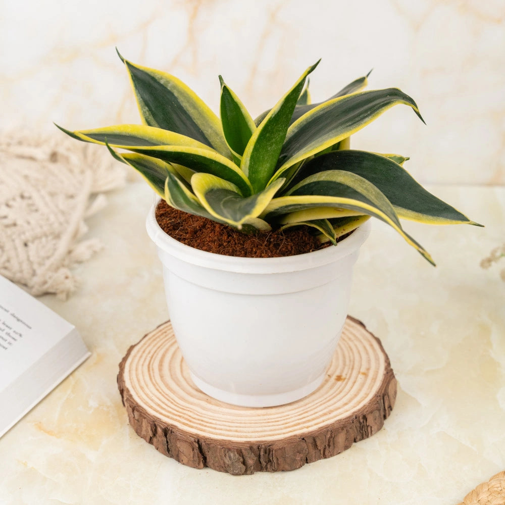 Buy Sansevieria Golden Hahnii, Treevayu Golden Hahnii plant