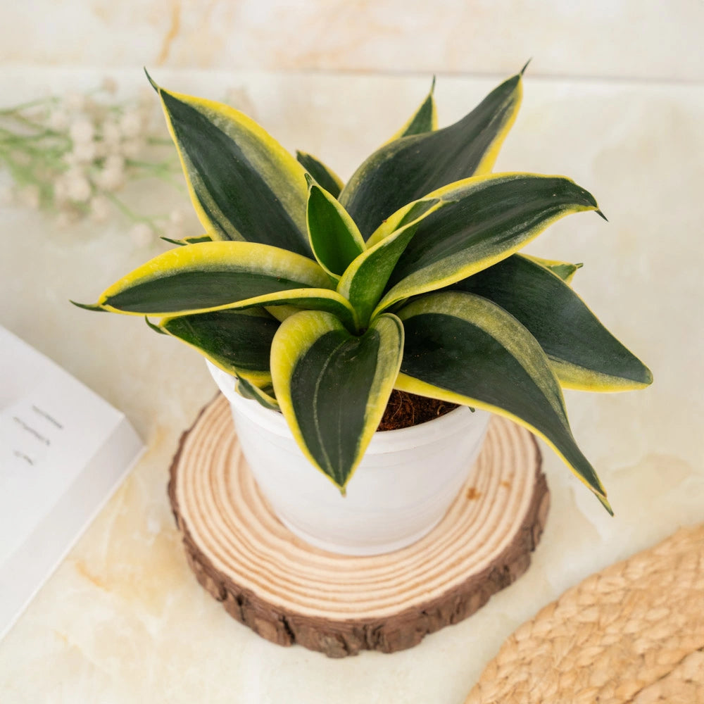 Buy Sansevieria Golden Hahnii, Treevayu Golden Hahnii plant