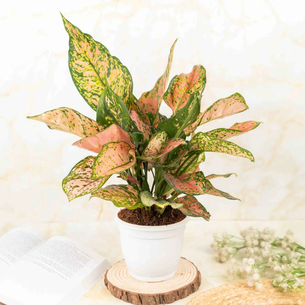 aglaonema plant buy online india Aglaonema Anjamani – Treevayu