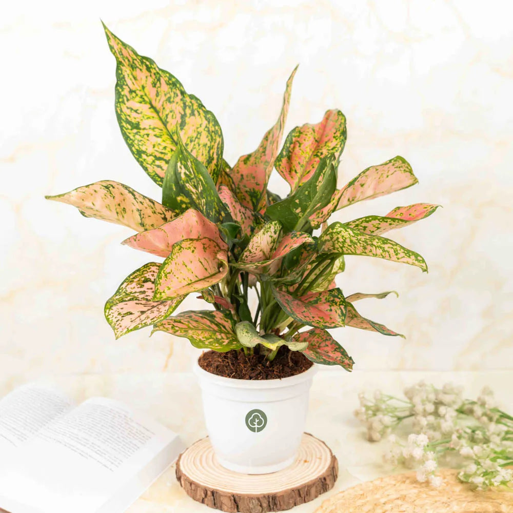 Buy Agaloenema Anjamani, Treevayu Aglaonema 