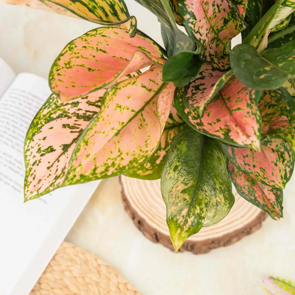 aglaonema pink anjamani Aglaonema Anjamani – Treevayu