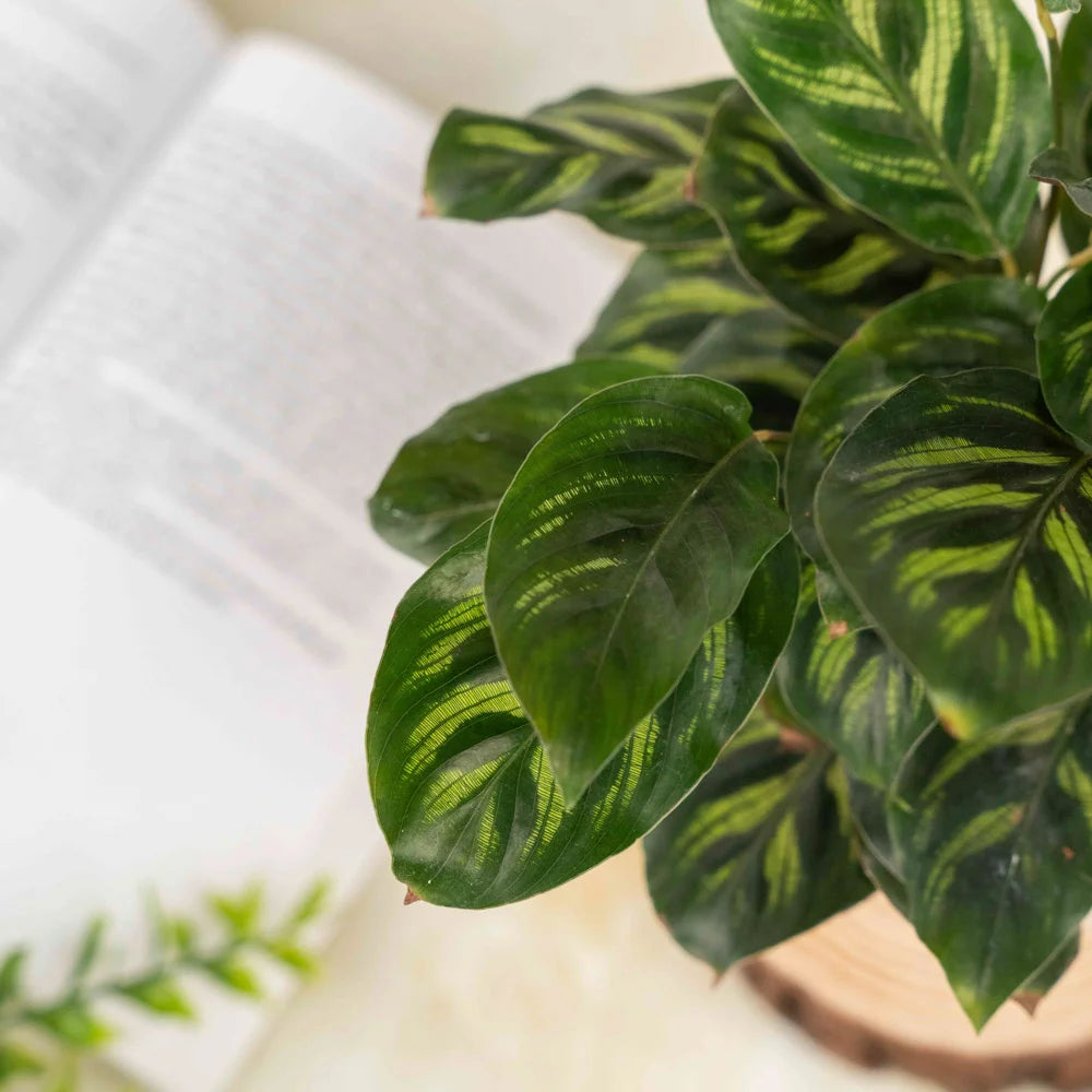 Calathea Peacock