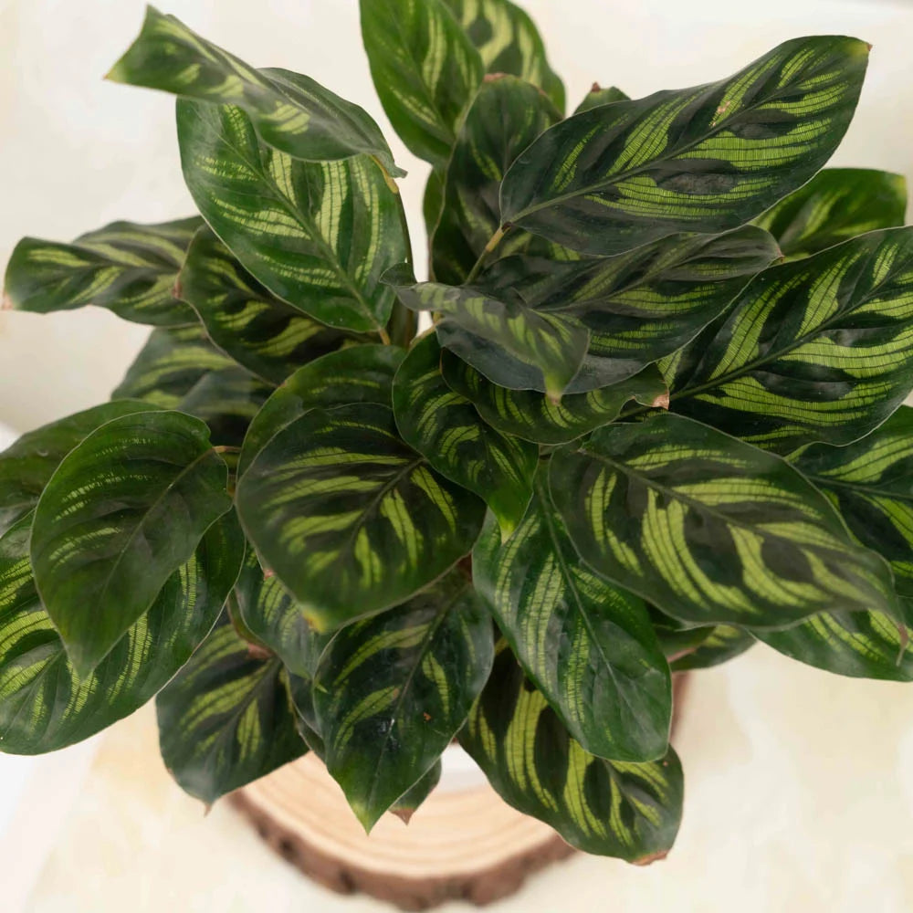 Calathea Peacock