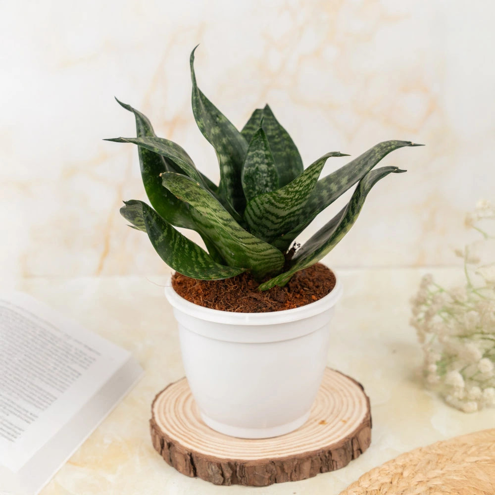 Sansevieria Green compacta